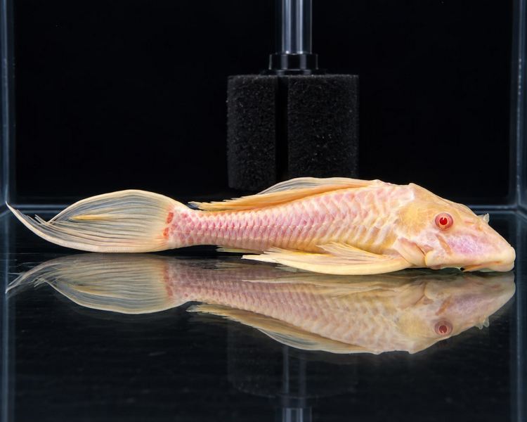 Albino Spotted Sailfin Pleco - 25-30cm SPECIAL OFFER